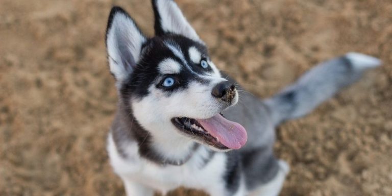 why-do-huskies-have-different-colored-eyes-husky-heavn